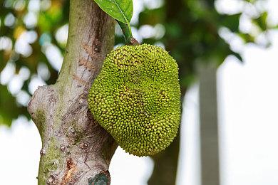 《幻兽帕鲁》开发商Pocketpair正在紧急招聘新员工